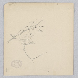 Drawing (USA)