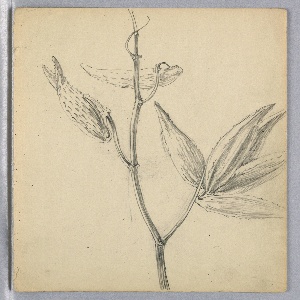 Drawing (USA)