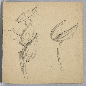 Drawing (USA)