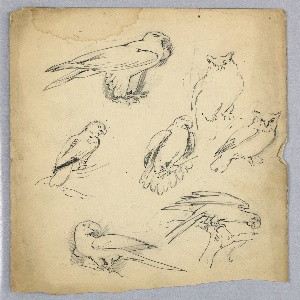 Drawing (USA)