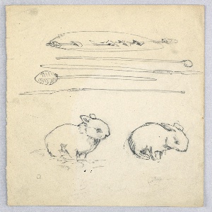 Drawing (USA)