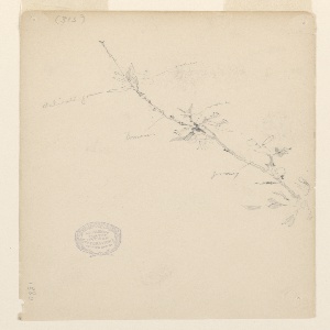 Drawing (USA)