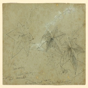 Drawing (USA)