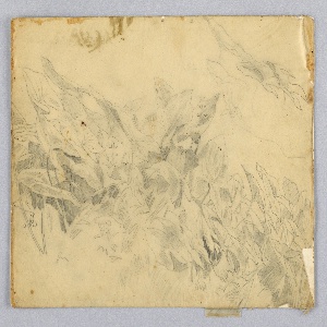 Drawing (USA)