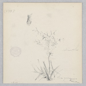 Drawing, Flowering plant, 1879