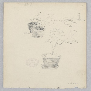Drawing, Flower pots, 1877