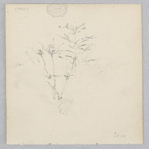 Drawing (USA)