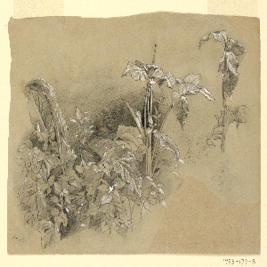 Drawing (USA)