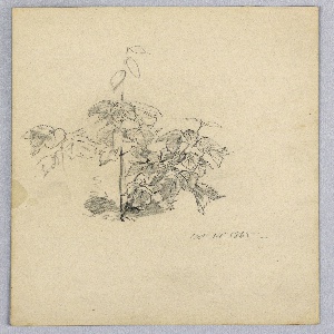 Drawing (USA)