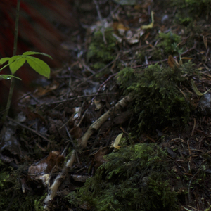 Rendering, Autonomous Seed Disperser, from Designing for the Sixth Extinction, 2013