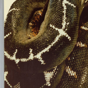 Poster, Pssssssst. You Belong in the Zoo