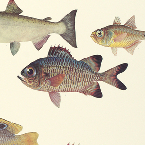 Poster, Art in Service of Enthyology (Fish)