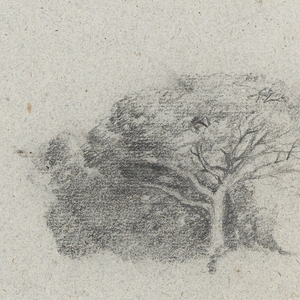 Drawing, Botanical Sketches, South America, May 1853 ?