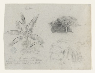 Drawing, Botanical Sketches, Colombia or Ecuador