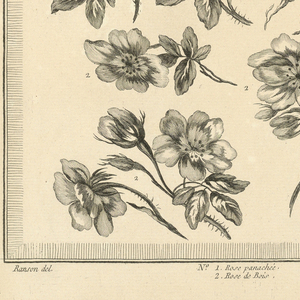 Print, Pl. 2 of 13e cahier from Oeuvres contenant un recueil de trophées, attributs, cartouches, vases, fleurs, ornemens, et plusieurs dessins agréables pour broder des fauteuils; composés et dessinés par Ranson, et gravés par Berthaut et Voysard