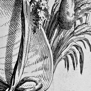 Print (France)