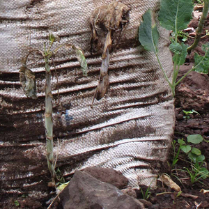 Garden-in-a-Sack, 2008–2013