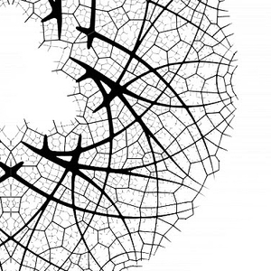 Video, Forest table: Algorithm Pattern Forest Table