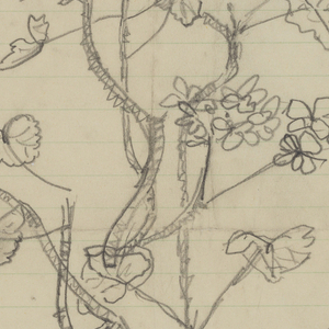 Design For Sidewall, Spanish Geraniums, 1950