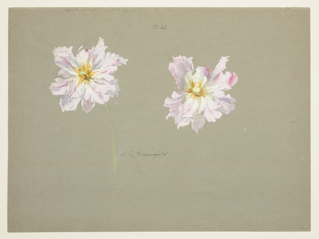 Drawing, Study of Pale Pink Peonies