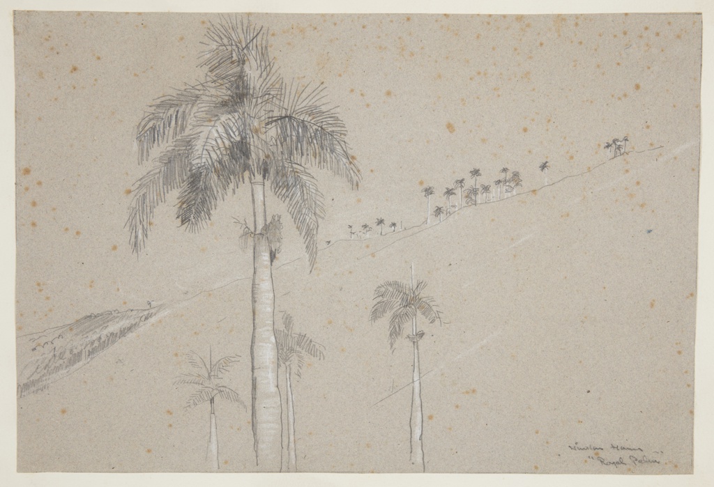 Drawing, Royal Palm, Cuba