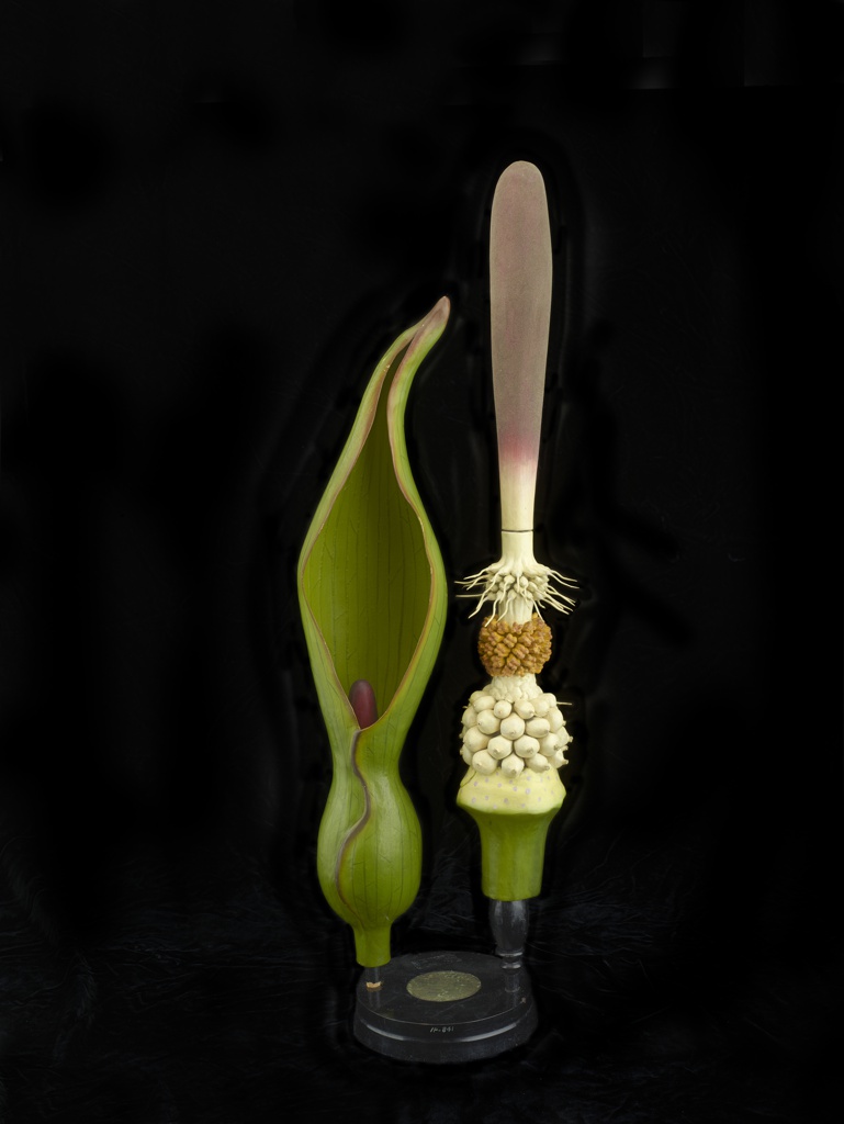 One model depicts the inside of the flower. The green bottom leads to a white rounded bead shaped bumps. Light brown nodules, divided in four, repeat around the stick. Above are spiny thorns coming out of bumps leading to a grayish slender stick with a rounded top The second model object on the left his a green folded standing leaf with a purple slender peaking up from the middle. They are glued to a vertical rod mounted on a stepped base with affixed paper label