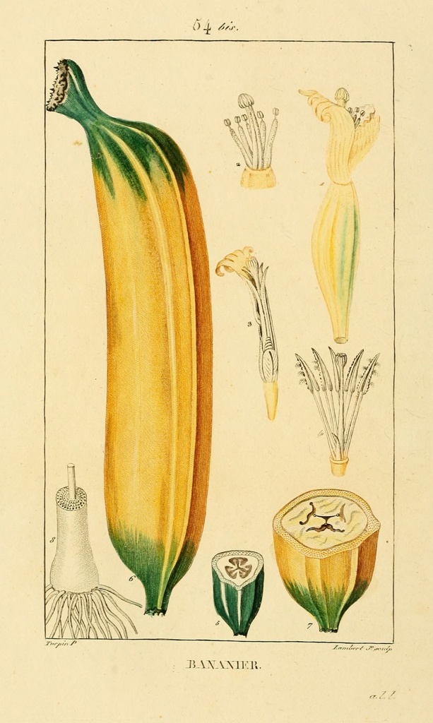 This illustration has a framing rectangle of a realistic banana and its anatomical growth stages and parts numbered but unordered. A full illustration of a ripe, unpeeled banana has green on either ends and takes up most of the left side of the frame. To its right on the top of the frame, is a black and white and yellow illustration of one end of a banana with parts of a flower emerging from the top, and the written number 2 next to it. On the right of that is an illustration with a number 1, showing a misshapen banana with petals and flowers emerging from the top. Underneath that are two black and white illustrations, 3 and 4, of the flowers stylus and pistil (3) and the stylus open (4). At the bottom are illustrations number 5 and 7: 5 is small unripened bottom of banana, cut across the top, revealing a seed formation in the middle. On the right is 7: a color drawing of a ripened banana cut across the top in the same manner, showing a progressed seed formation in the center. To the left of the full banana illustration, is a black and white a black and white illustration numbered 8, showing roots and new growth. Outside of the rectangular frame, there is text at the top reads '54 bis,' and the text at the bottom reads 'BANANIER' in all caps, with a small signature on the bottom right of the framing rectangle.