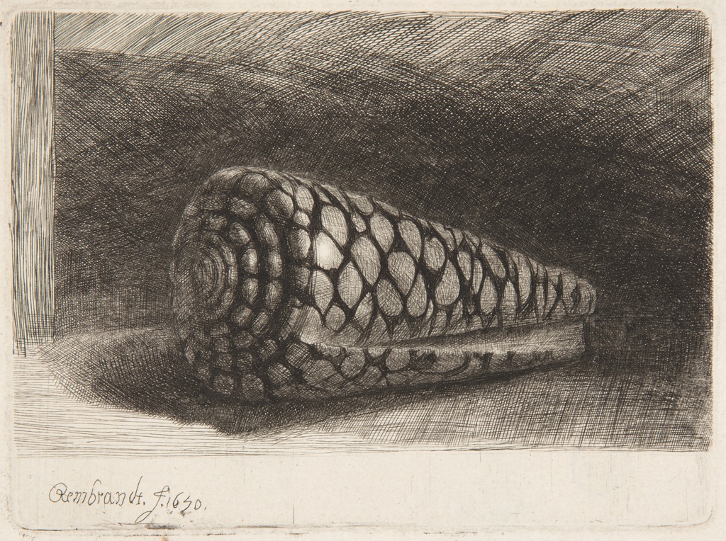 Print, The Shell (Conus Marmoreus)