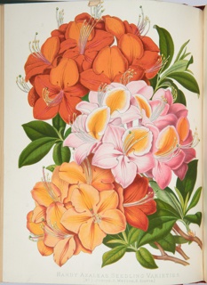 Paxton's Magazine Of Botany,  V. 1