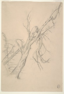 Drawing, Gnarled Dead Tree