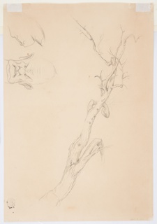 Drawing, Gnarled Dead Tree