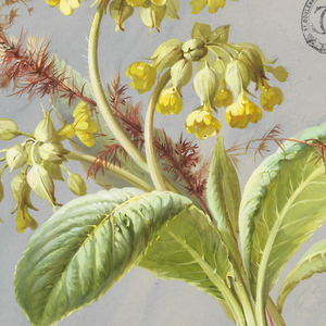 Drawing, Design for Wallpaper and Textiles: Flowers, 19th century
