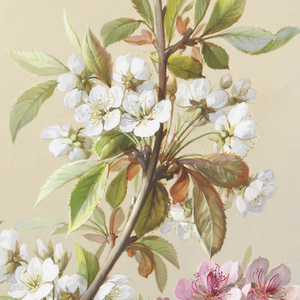 Drawing, Design for Wallpaper and Textiles: Flowers and Birds, 19th century