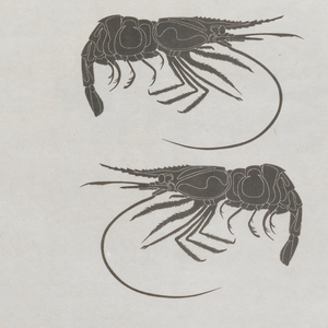 Catalogue, Anni Kuan, Pencil, 2004