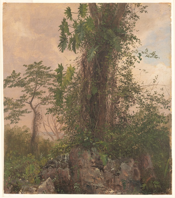 Drawing, Botanical Studies from Jamaica, West Indies