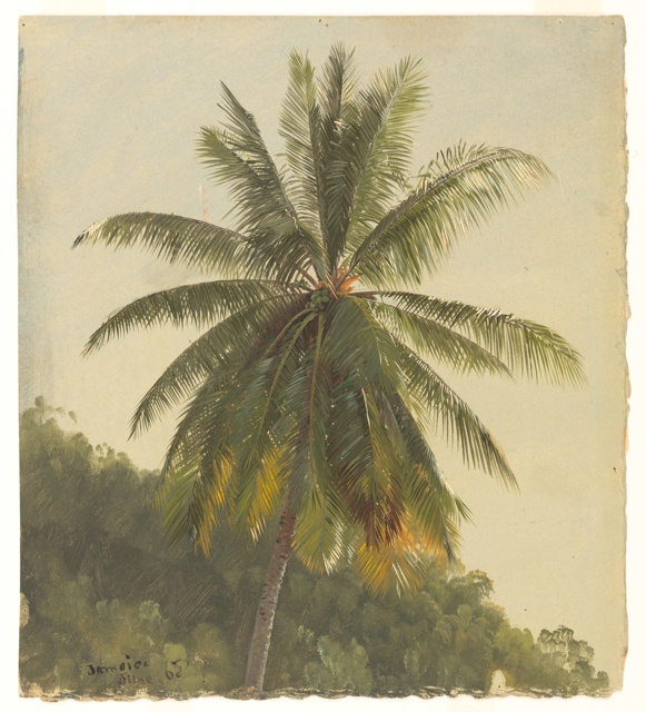 Drawing, Coconut Palm, Jamaica