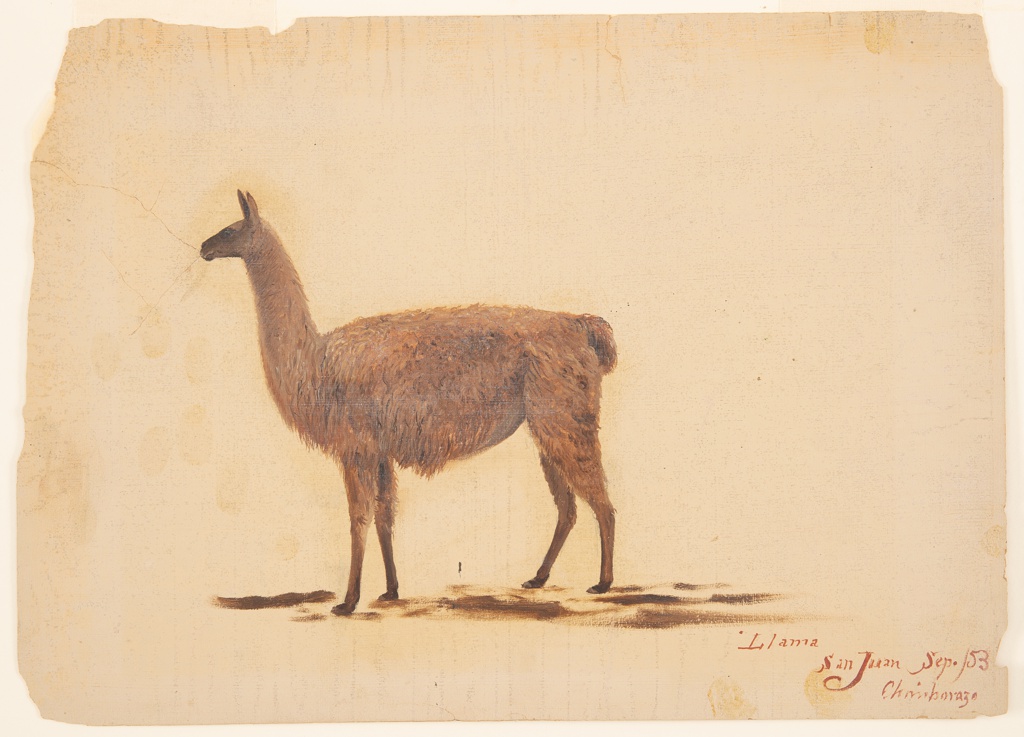 Drawing, Llama near Chimborazo, San Juan, Ecuador Drawing, Llama near Chimborazo, San Juan, Ecuador
