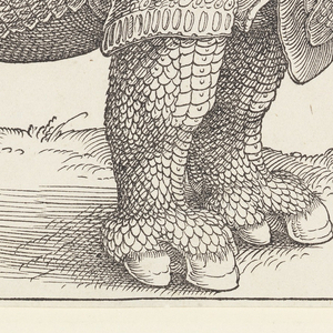 Print, The Rhinoceros, 1515