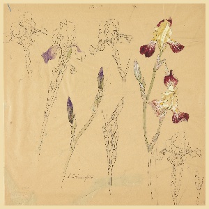Drawing, Seven Studies of Irises, early 20th century