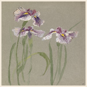 Drawing, Three Studies of Irises, early 20th century