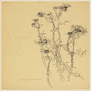 Drawing, Study of Thistle Plants, early 20th century
