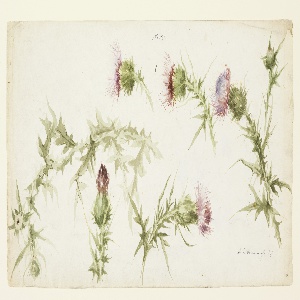 Drawing, Six Studies of Thistles, early 20th century
