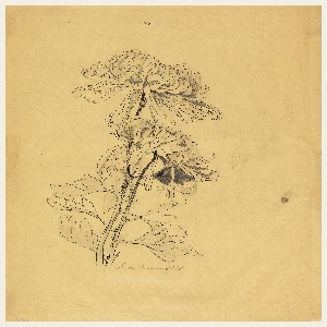 Drawing, Study of Two Chrysanthemums, early 20th century