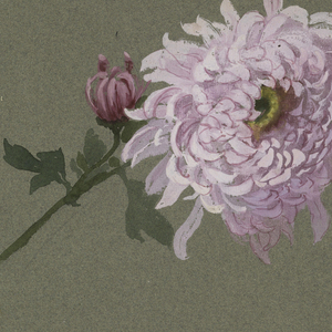 Drawing, Two Studies of Violet Chrysanthemums, early 20th century