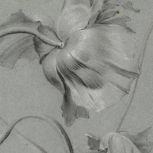 Drawing, Floral Design, 1740–70
