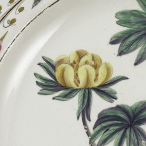 Winter Hellebore Plate, early 19th century