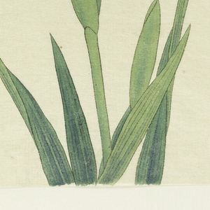 Print, The True White Crane (Manazuru), No. 8, ca. 1910