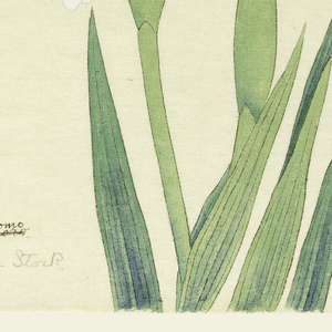 Print, Plumage of the Stork (Tsuru no Kegoromo), No. 49, ca. 1910