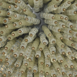 Anemone Giallo Brooch, 1996