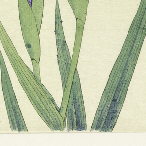 Print, Flower of Hollyhock (Hana-Aoi), No. 14, ca. 1910